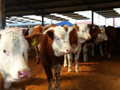 优质牛犊-鲁西黄牛 山东黄牛价格 厂家直销鲁西黄牛