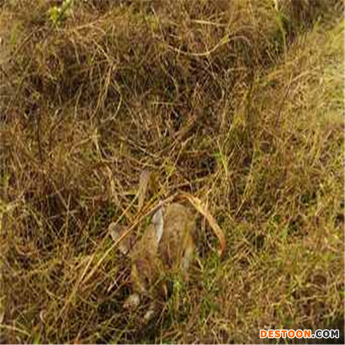 饲养放养圈养散养野兔比利时杂交野兔肉兔的前景成本利润效益