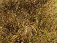 兔子养殖技术销售杂交野兔种兔批发出售销售基地电话微信地址