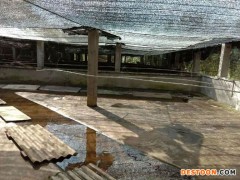 佳鑫石蛙 专业蝌蚪养殖 小娃 蝌蚪