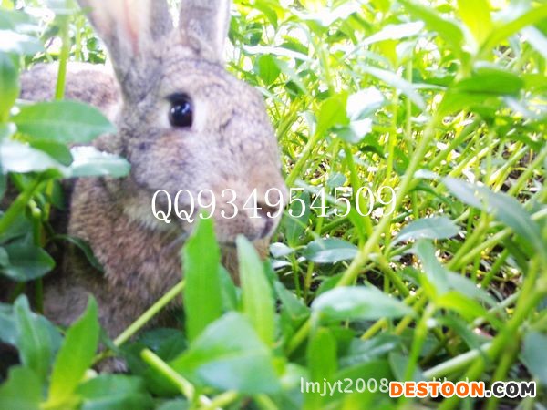 散养杂交野兔的价格