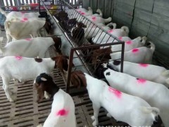 .纯种波尔山羊种羊,中国大型波尔山,波尔羊羔价格