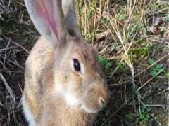 江苏镇江出售生态养殖野种兔野兔
