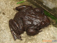 佳鑫石蛙 野生山区养殖 野生石蛙 营养价值高