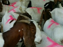 供应波尔山羊价格走势 河南纯种波尔山羊活体价格