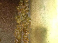 佳鑫石蛙 石蛙 幼蛙 个头肥大