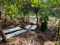 佳鑫石蛙 野生山区养殖 种蛙 营养价值高