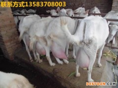 1-2岁的奶山羊多钱一只 北京纯种萨能奶山羊 关中奶山羊羔价格