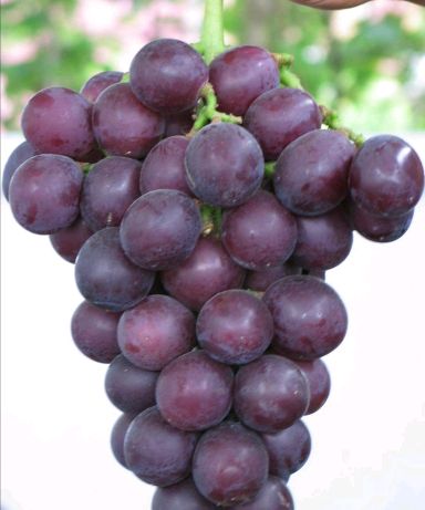 [供]山东京亚葡萄量大质优价格低，仅接受上门收购，其他不