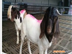 供应 波尔山羊 波尔山羔羊 波尔山羊种羊价格