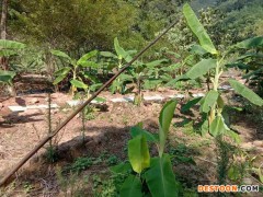 佳鑫石蛙 养殖技术 石蛙 野生蝌蚪蛙苗