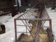 出售美国白山羊 白山羊 批发 白山羊价格