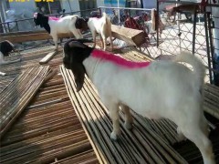 纯种波尔山羊价格 杂交波尔山羊出售特价