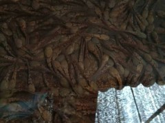 佳鑫石蛙 专业石蛙养殖 商品蛙 野生蝌蚪蛙苗