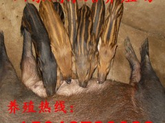 养殖场常年批发野猪苗 纯种野猪肉批发 散养野猪养殖好项目 野猪养殖基地