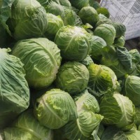 福建甘蓝菜