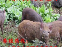 养殖场常年批发野猪苗 纯种野猪肉批发 野猪仔今日价格 野猪养殖基地