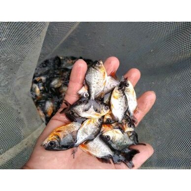 [供]淡水红鲳鱼，白鲳鱼，金鲳鱼