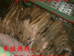 纯种野猪苗价格 20斤的野猪苗价格 大量提供野猪仔幼苗 野猪肉价格 商品野猪肉 三个月的野猪苗价格