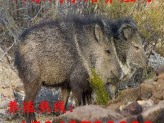 厂家供应优质野猪苗 野猪种猪 二代野猪苗价格 野猪养殖利润 纯种野猪养殖基地