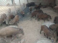 厂家供应优质野猪苗 纯种野猪种猪 野猪苗价格 野猪养殖利润 纯种野猪养殖基地