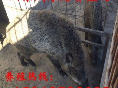 纯种野猪肉价格 野猪厂家 野猪苗批发 野猪市场价格