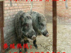 野猪苗批发 小野猪仔价格 散养野猪养殖好项目 野猪养殖基地