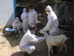 铜川：印台区片面展开布鲁氏菌病检测义务