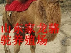 供应铁岭出售的骆驼价格 铁岭卖的骆驼多少钱一匹