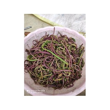 [供]新鲜蕨菜，干蕨菜出售