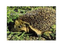 刺猬皮提取物  刺猬皮粉  生粉  刺猬皮浸膏粉  厂家现货  包邮