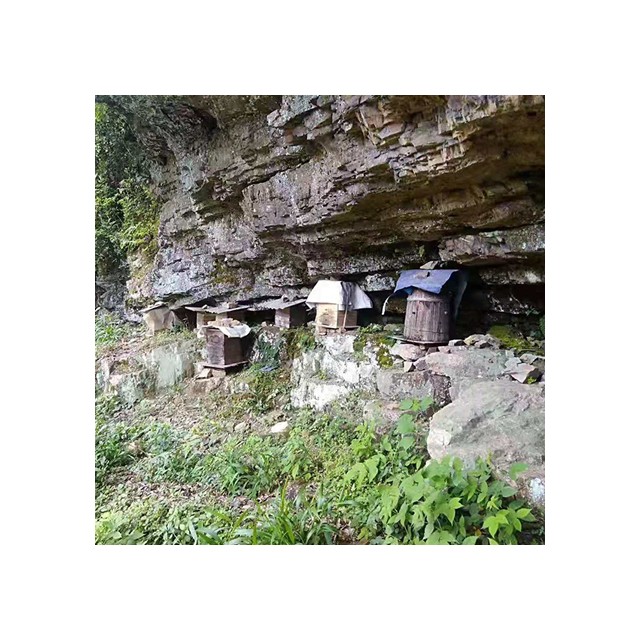 石台养殖野蜂蜜