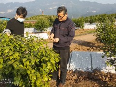 华蓥鹤壁市对柑橘类果树检疫性病虫害展开调查 - 旧事静态 - 广安鹤壁市农业农村局