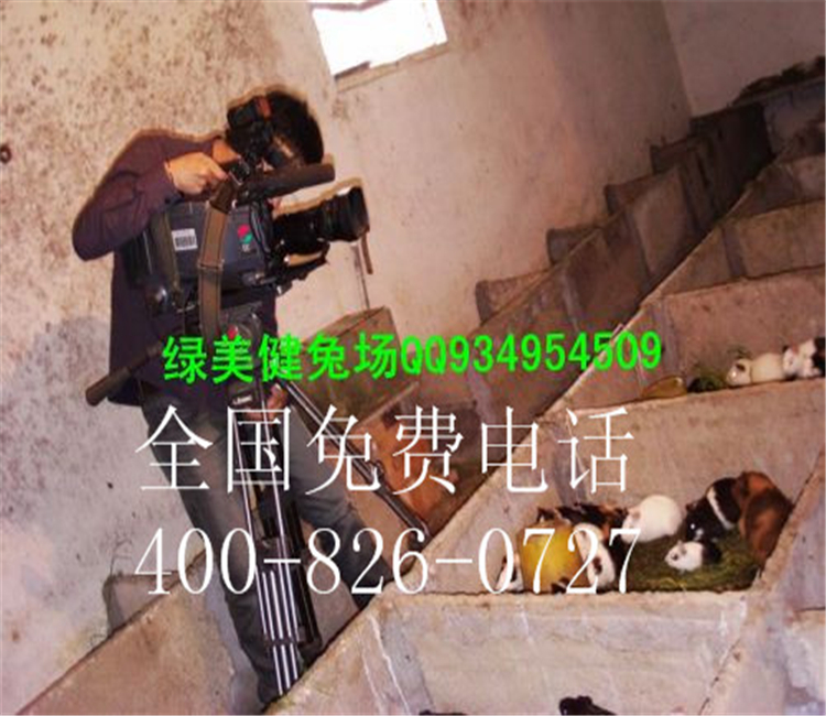 农村特种养殖项目