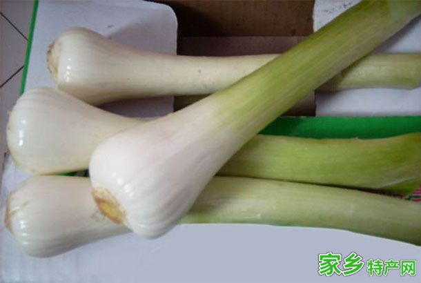 隆尧鸡腿葱 -邢台隆尧特产