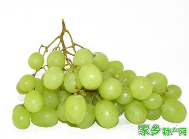 白牛奶葡萄 -张家口宣化特产