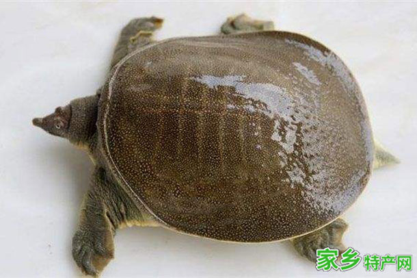 白洋淀鼋鱼 -保定安新特产