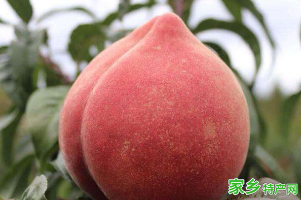 雪桃 -保定满城特产