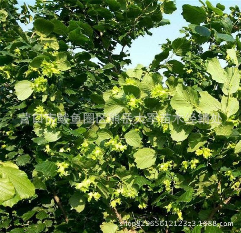 大榛子苗 大樱桃苗 006