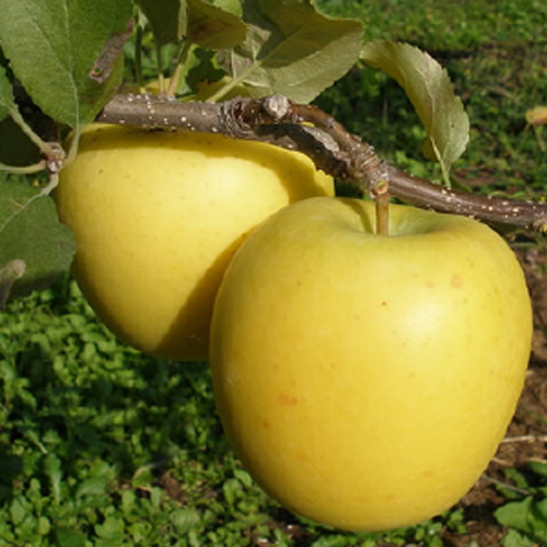 苹果苗_信浓红苹果苗_北红苹果苗_蛇果苹果苗_国光苹果苗_规格齐全_欢迎选购