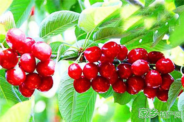 洛阳樱桃 -河南洛阳市特产