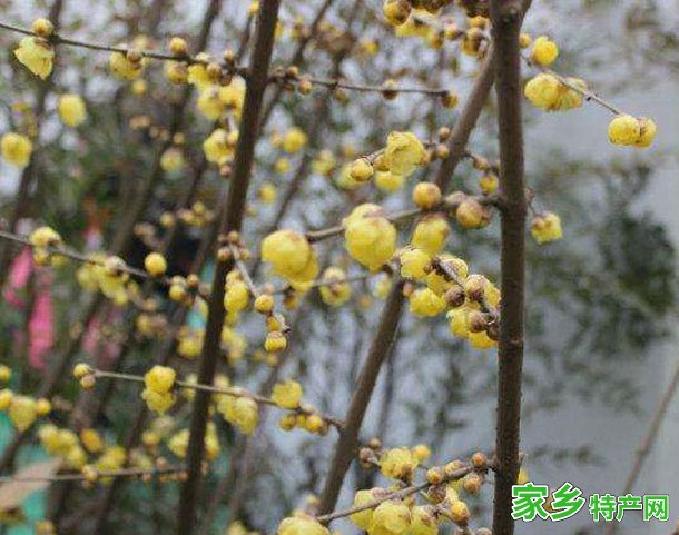 鄢陵腊梅 -许昌鄢陵特产