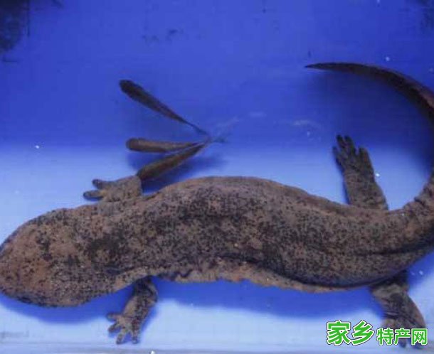 娃娃鱼 -三门峡卢氏特产