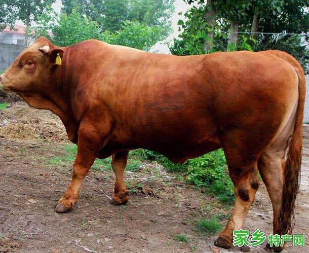 南阳黄牛 -河南南阳市特产