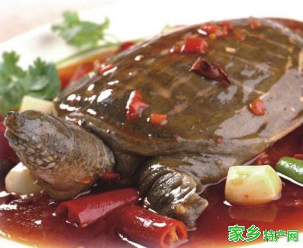 信阳甲鱼 -河南信阳市特产