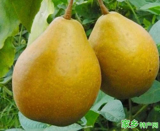 苍溪雪梨 -广元苍溪特产