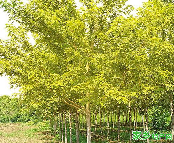 白蜡 -乐山峨眉山特产