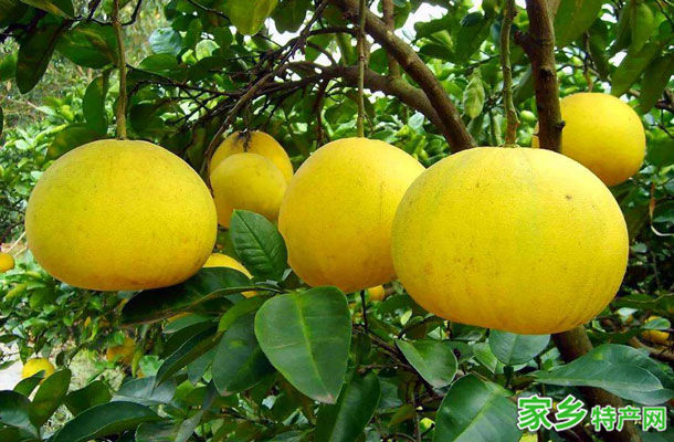 梁平柚 -重庆梁平特产