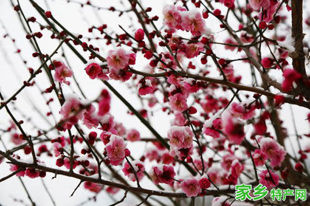 梅雪争春 -山东青岛市特产