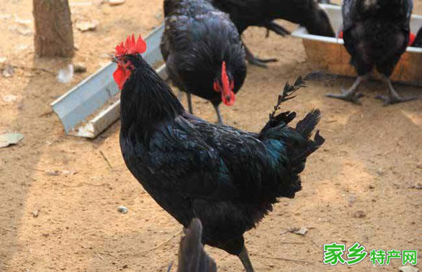 寿光鸡 -潍坊寿光特产